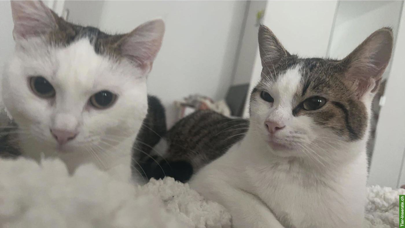 Bild 4: Katzengeschwister Simba & Mila suchen dringend liebevolles Zuhause