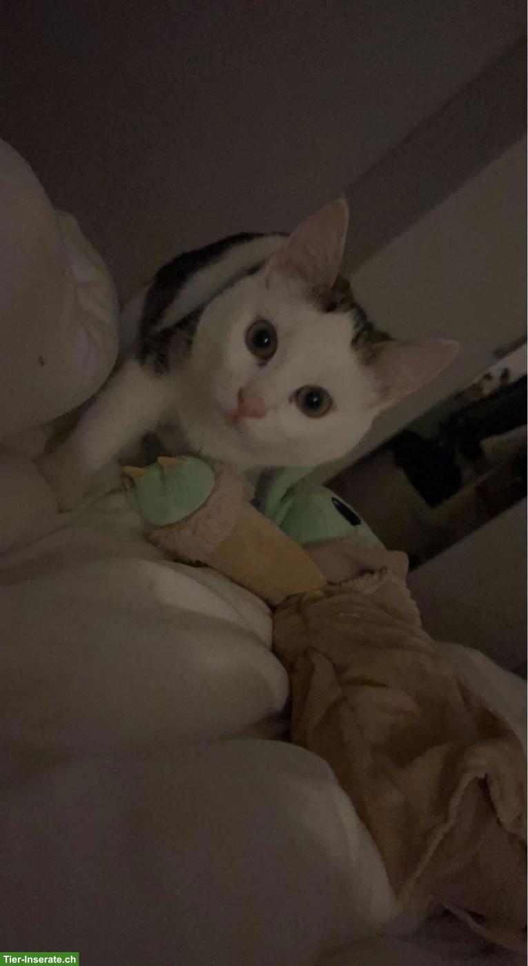 Bild 5: Katzengeschwister Simba & Mila suchen dringend liebevolles Zuhause