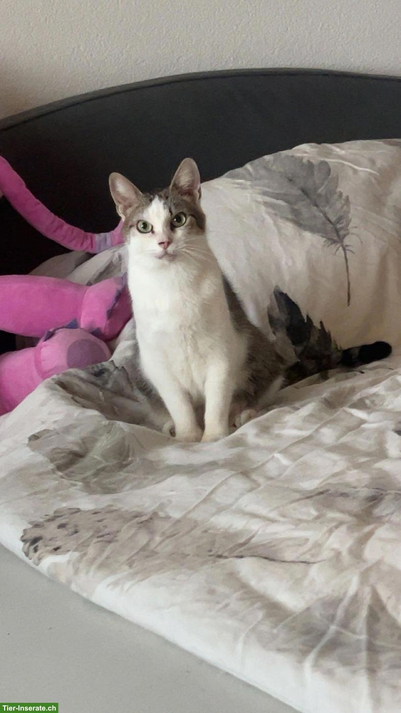 Bild 6: Katzengeschwister Simba & Mila suchen dringend liebevolles Zuhause