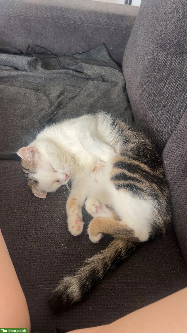 Bild 7: Katzengeschwister Simba & Mila suchen dringend liebevolles Zuhause