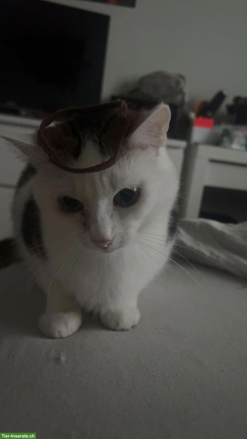 Bild 8: Katzengeschwister Simba & Mila suchen dringend liebevolles Zuhause