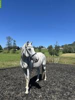 Schweizer Warmblut Wallach, Freizeitpferd zum Verkauf
