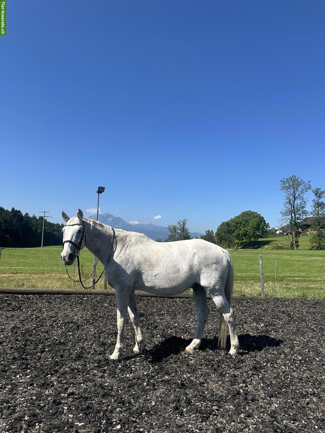 Bild 2: Schweizer Warmblut Wallach, Freizeitpferd zum Verkauf
