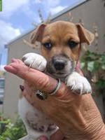 Herzige Jack Russell Terrier Welpen