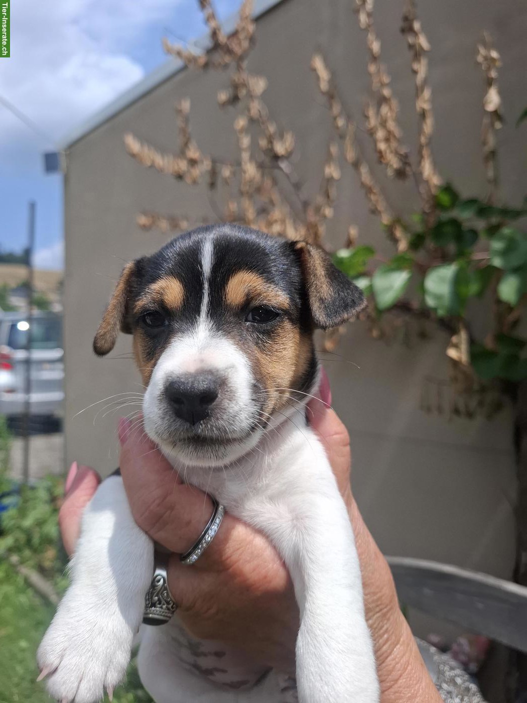 Bild 2: Herzige Jack Russell Terrier Welpen