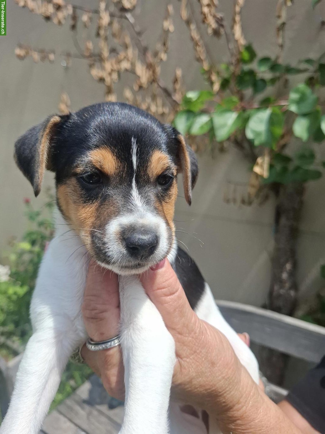 Bild 3: Herzige Jack Russell Terrier Welpen