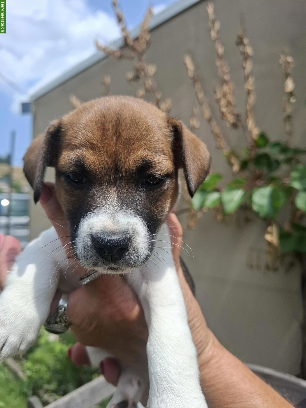 Bild 4: Herzige Jack Russell Terrier Welpen