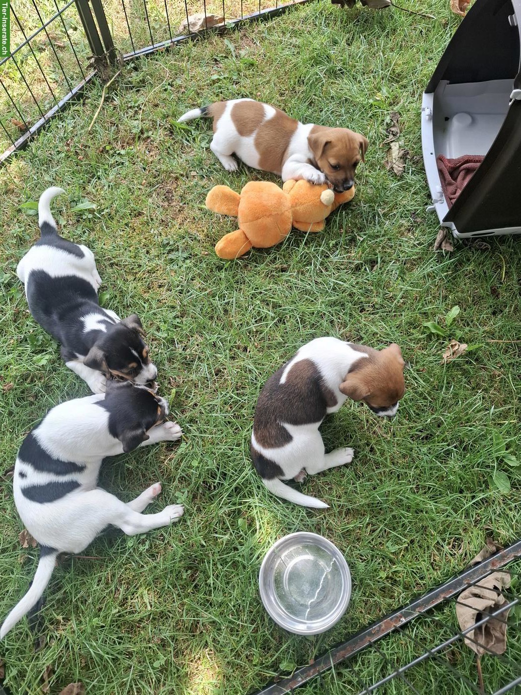Bild 5: Herzige Jack Russell Terrier Welpen