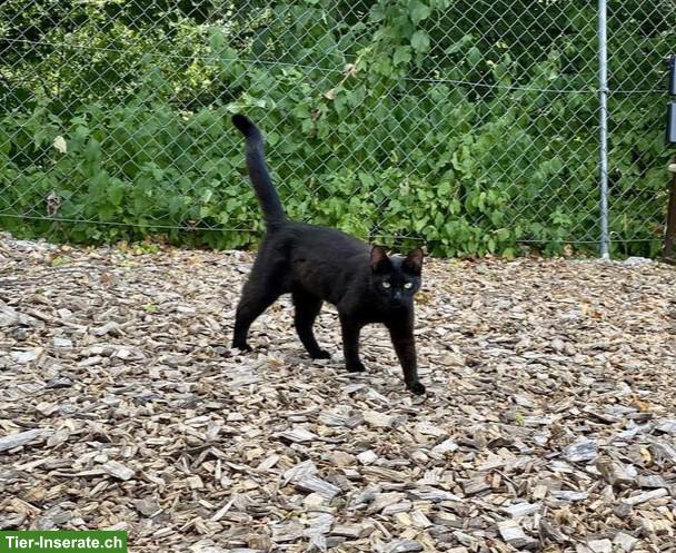 Verschmuste junge schwarze Katze sucht Zuhause mit Freigang