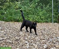 Verschmuste junge schwarze Katze sucht Zuhause mit Freigang