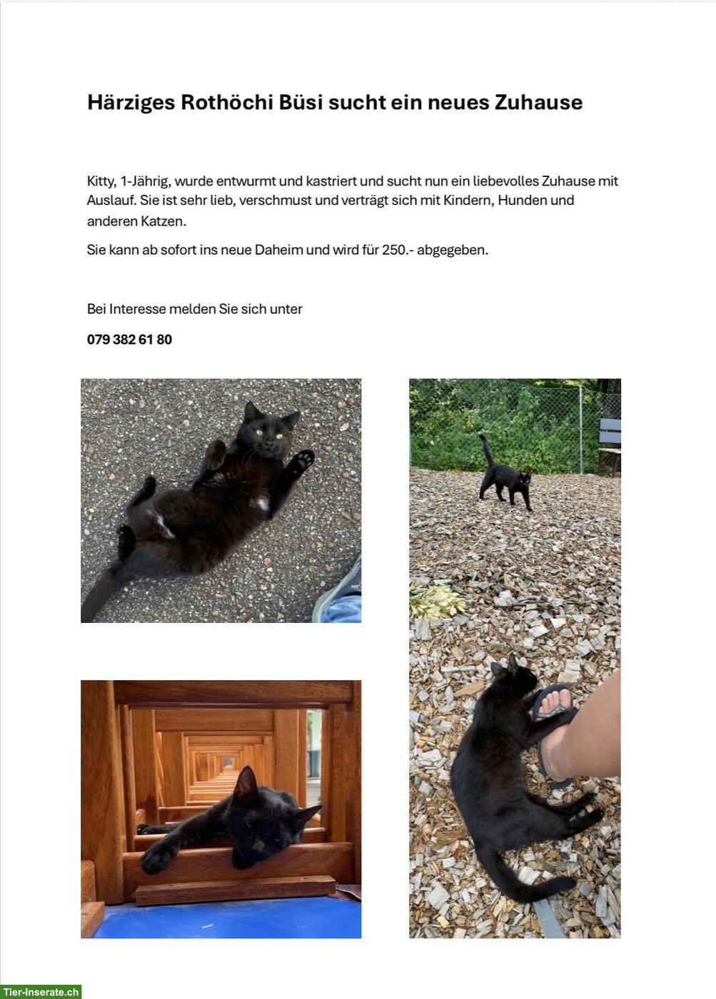 Bild 2: Verschmuste junge schwarze Katze sucht Zuhause mit Freigang
