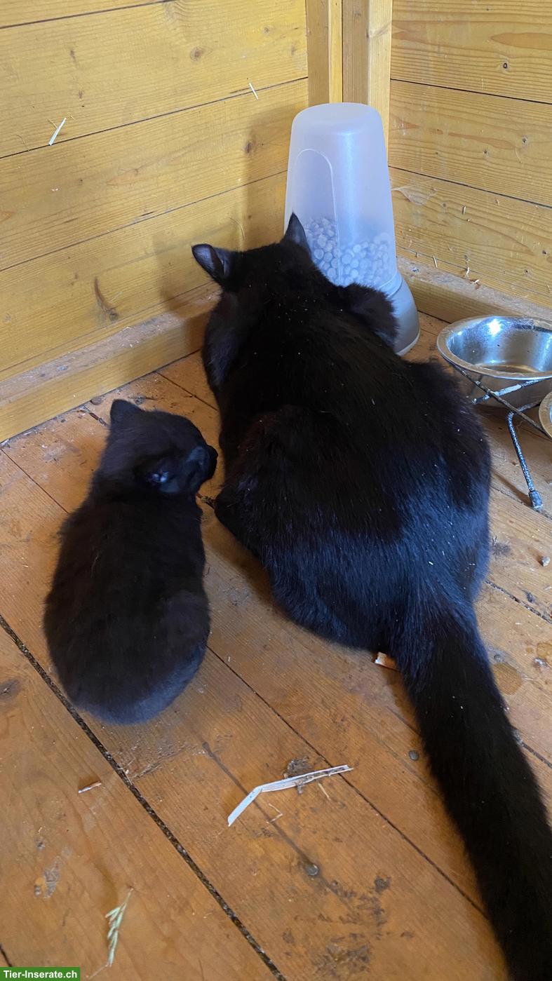 Bild 3: Verschmuste junge schwarze Katze sucht Zuhause mit Freigang