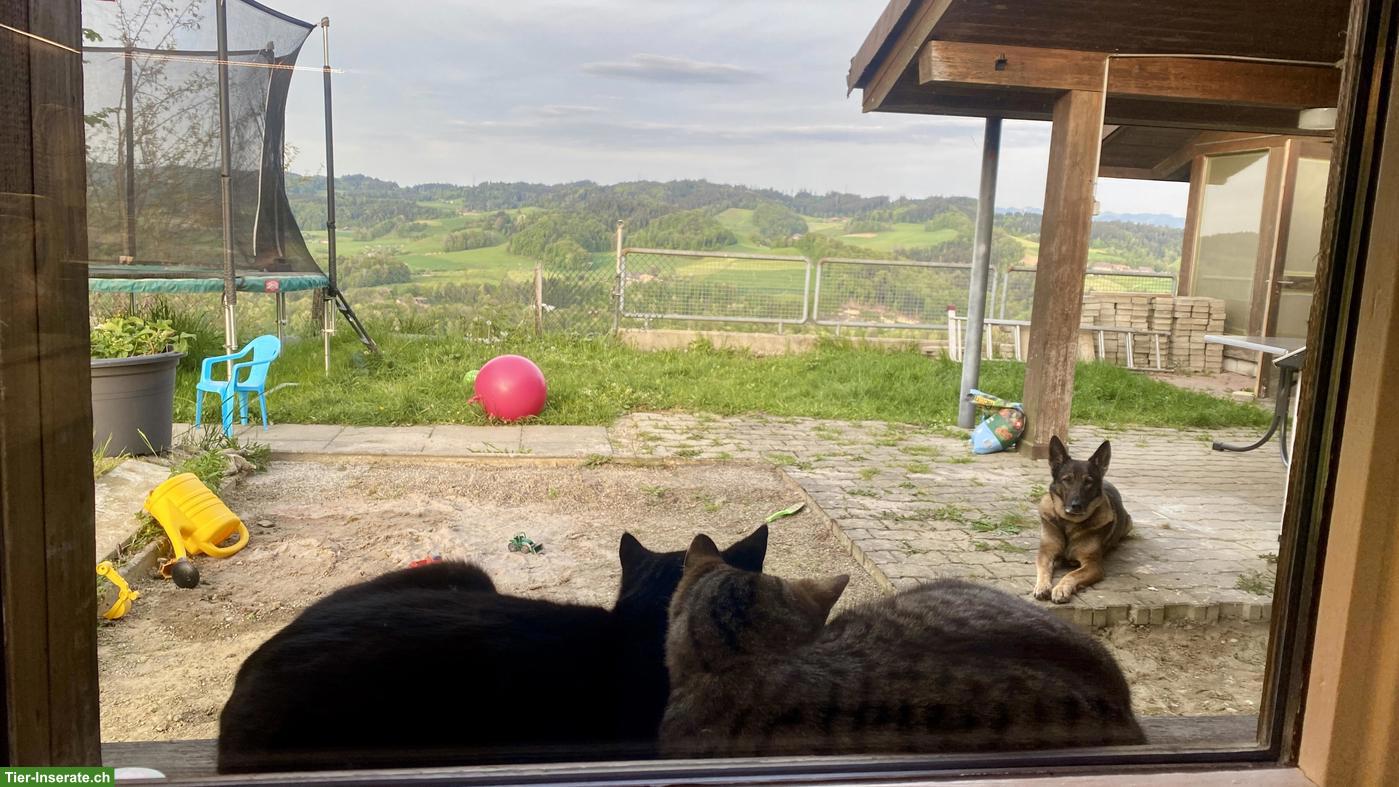 Bild 4: Verschmuste junge schwarze Katze sucht Zuhause mit Freigang