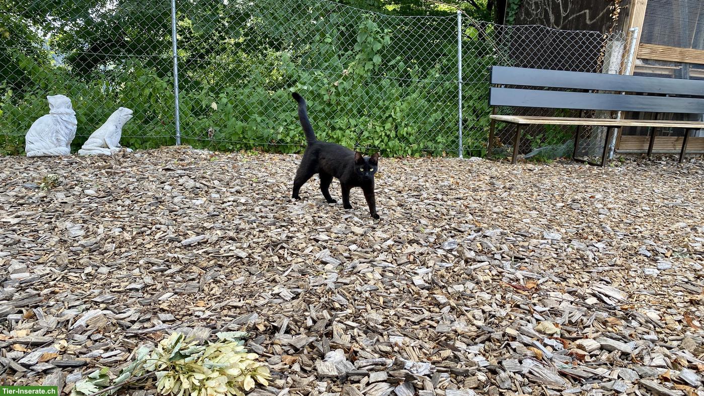 Bild 6: Verschmuste junge schwarze Katze sucht Zuhause mit Freigang