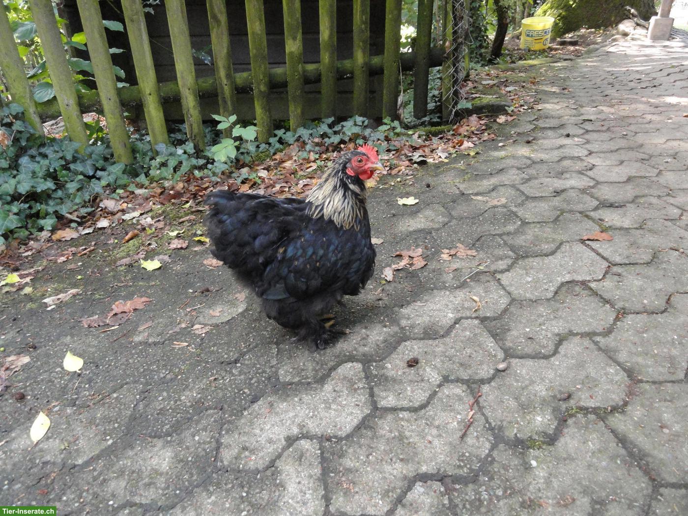 Bild 8: 2 junge Paare Zwerg-Cochin Mischlinge abzugeben