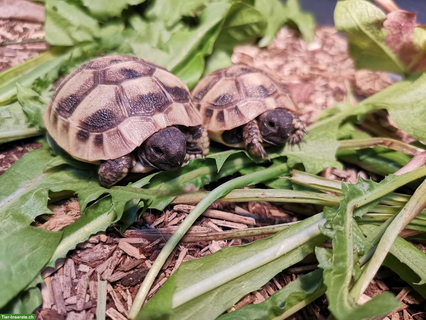 Bild 3: Griechische Landschildkröten Babys zu verkaufen