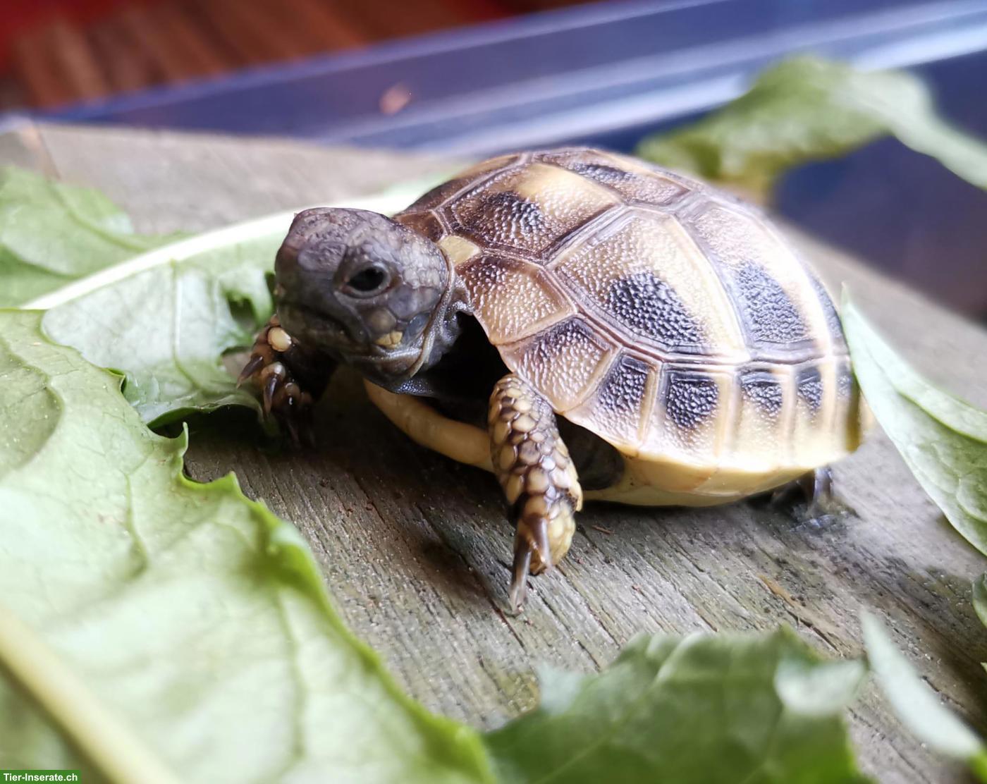 Bild 5: Griechische Landschildkröten Babys zu verkaufen