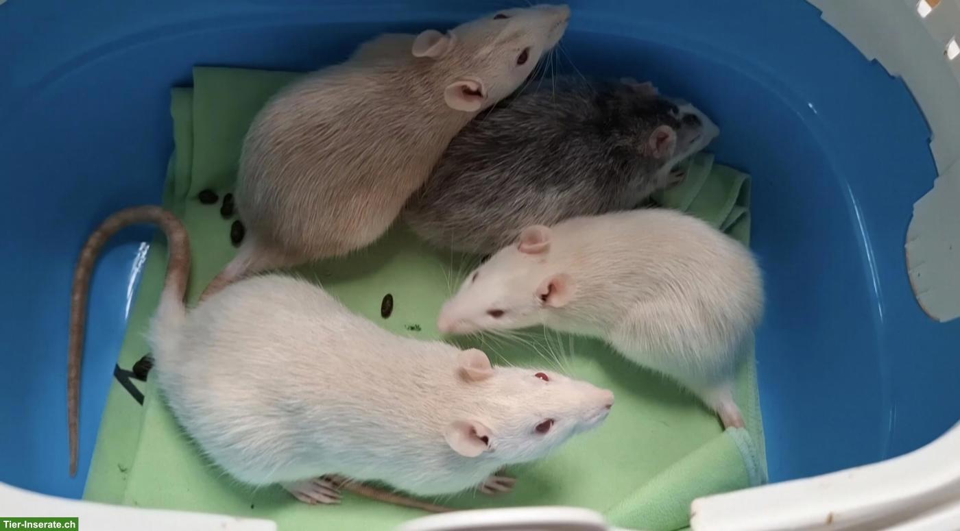 4 junge Farbratten suchen ihr Für-immer-Zuhause