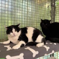 Chili & Lexi, Freigängerkatzen suchen gemeinsam ein Zuhause