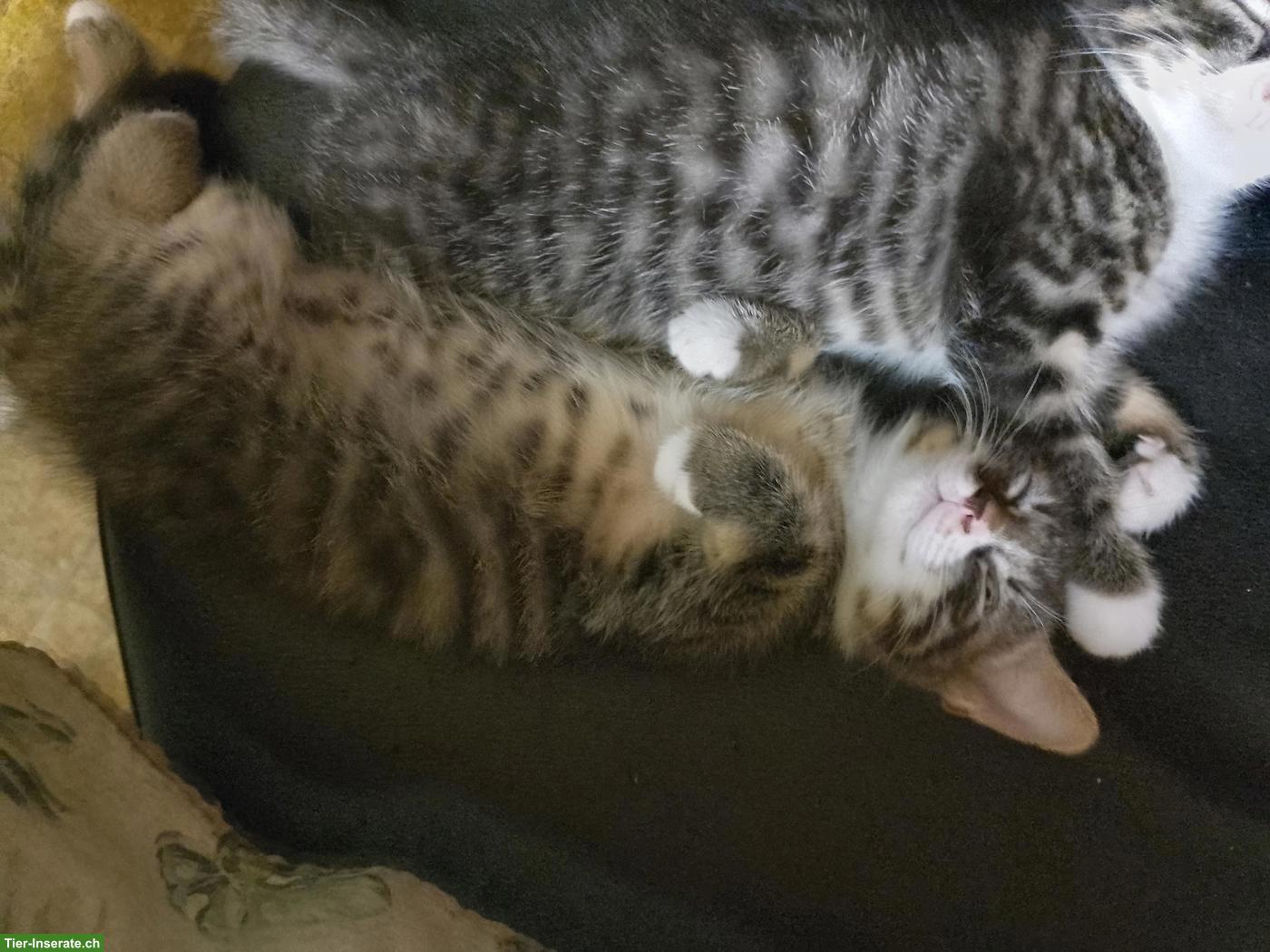 Bild 2: Baby Kätzchen, ein verschmuster Kater