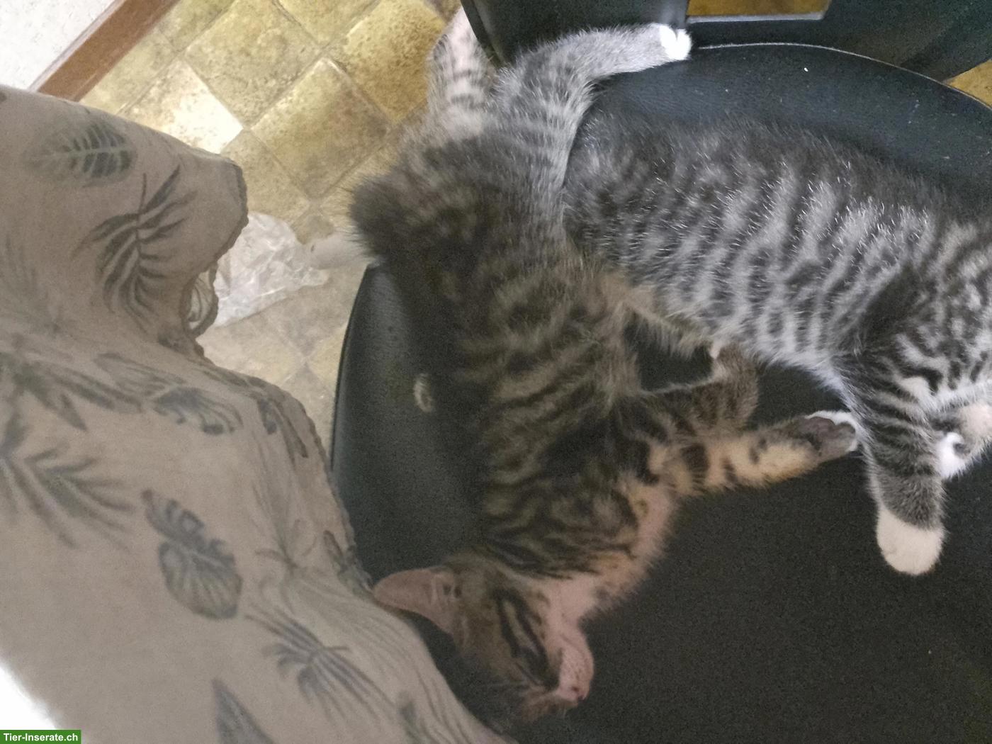 Bild 3: Baby Kätzchen, ein verschmuster Kater