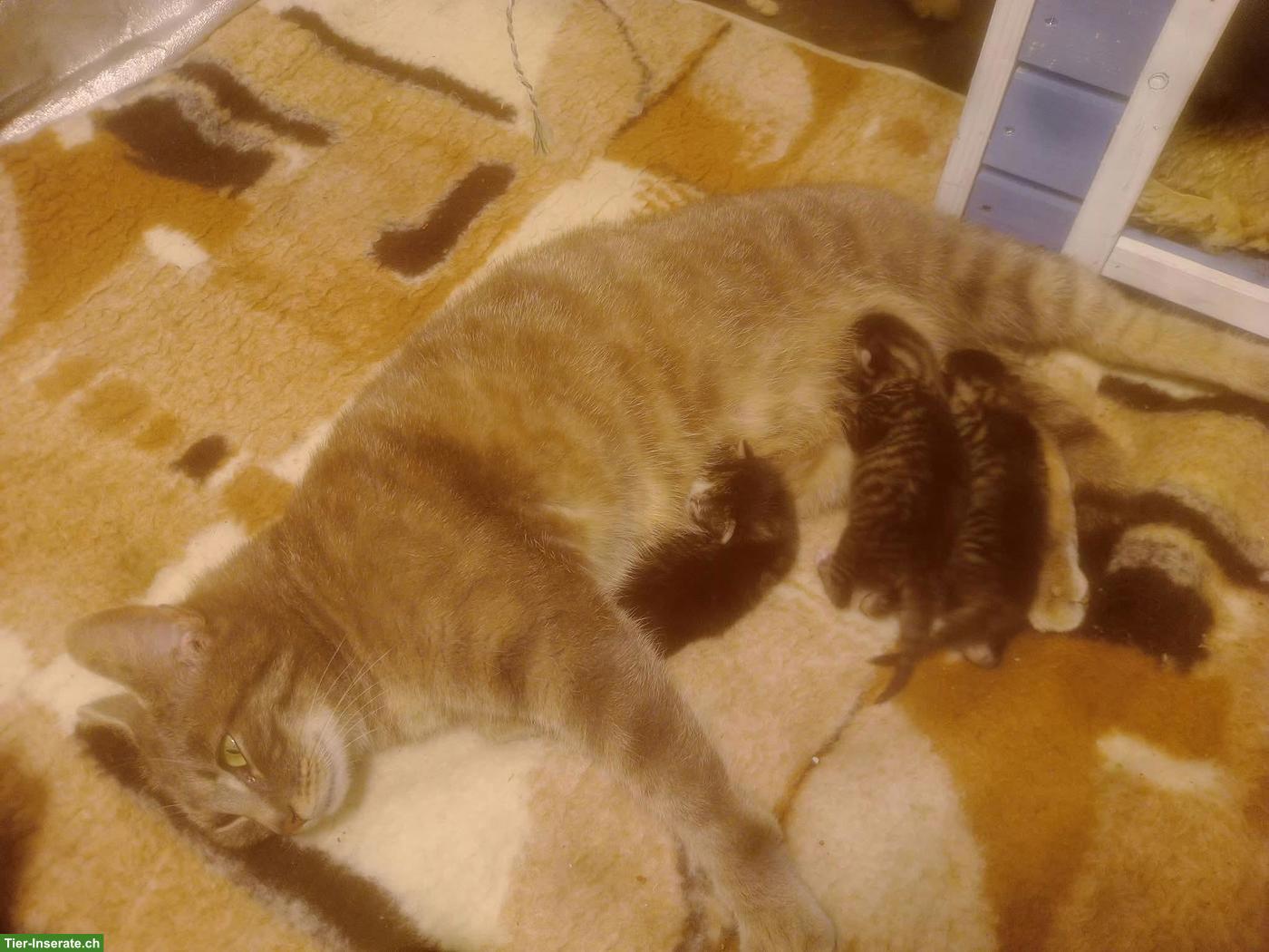 Bild 4: Baby Kätzchen, ein verschmuster Kater
