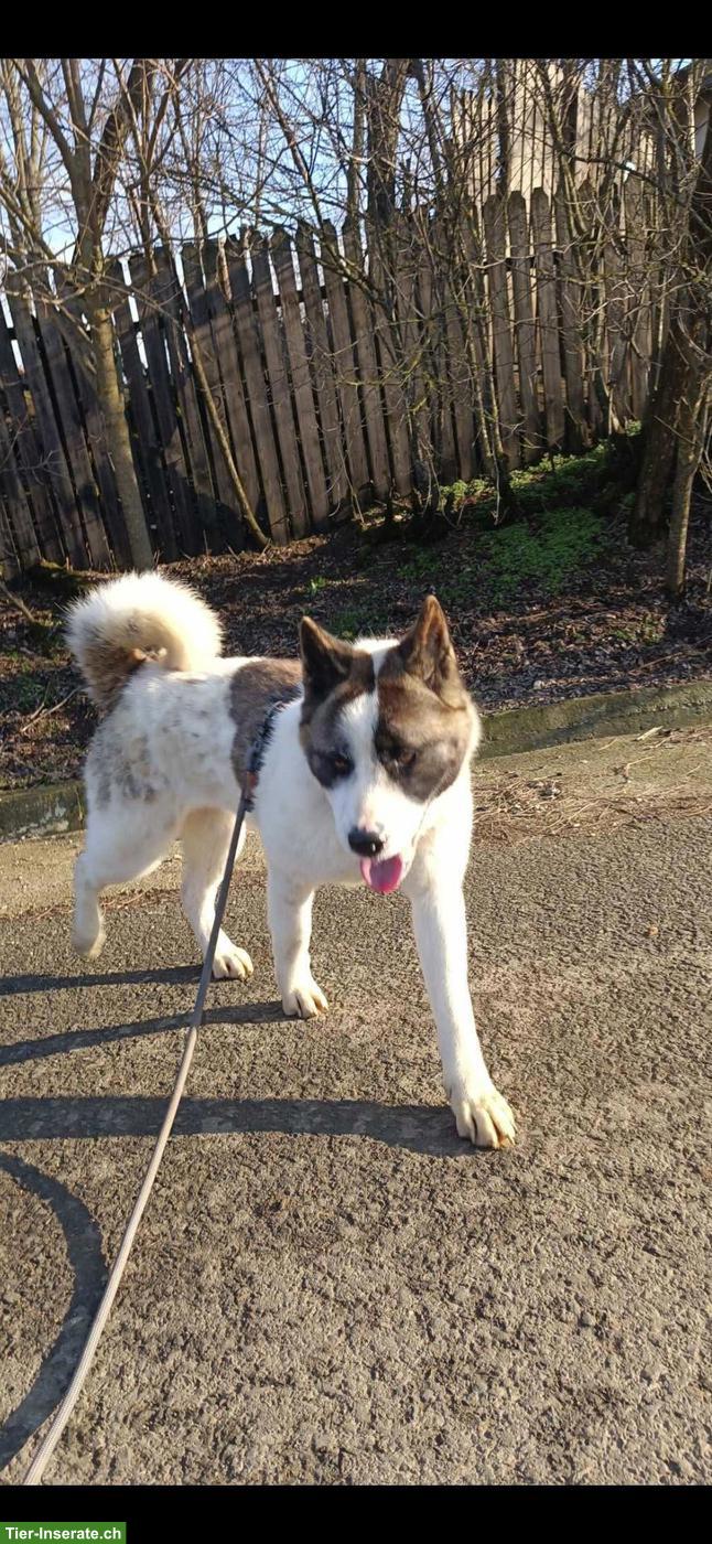 Bild 2: Sehr liebe Akita Hündin Lou sucht ihr Zuhause