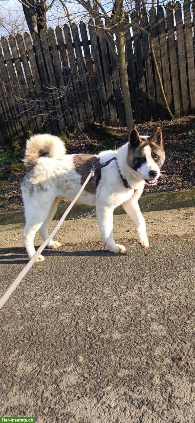 Bild 3: Sehr liebe Akita Hündin Lou sucht ihr Zuhause