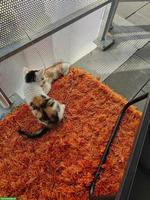 2 Katerchen gratis abzugeben