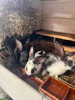 Kaninchen zu verkaufen, Mischlinge aus Schweizer Schecken