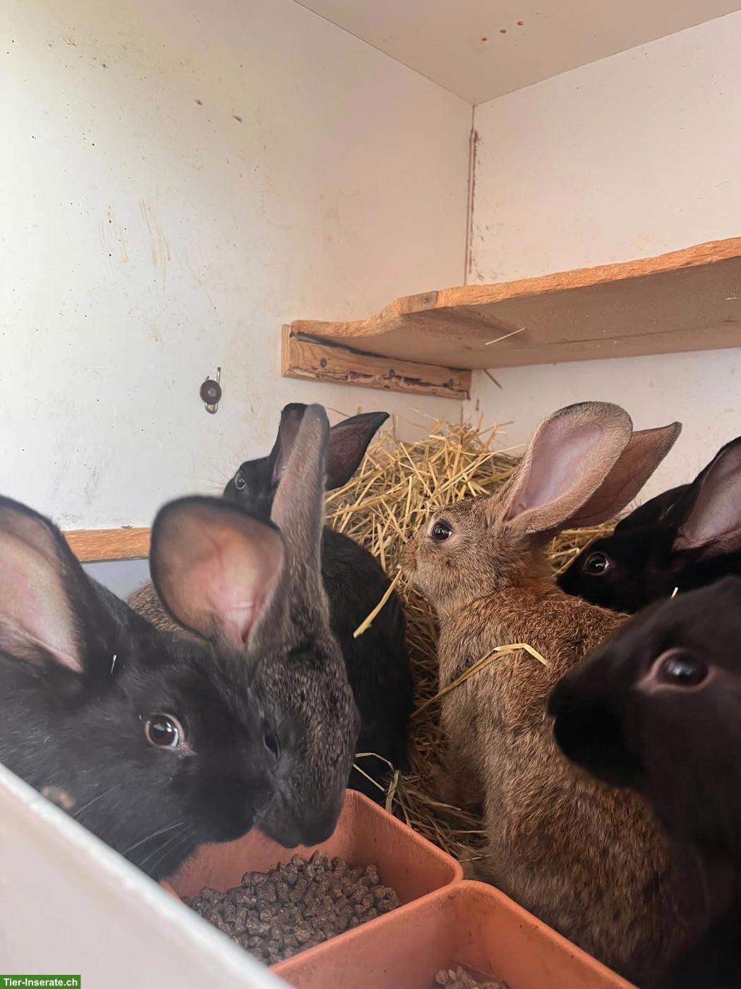 Bild 2: Kaninchen zu verkaufen, Mischlinge aus Schweizer Schecken