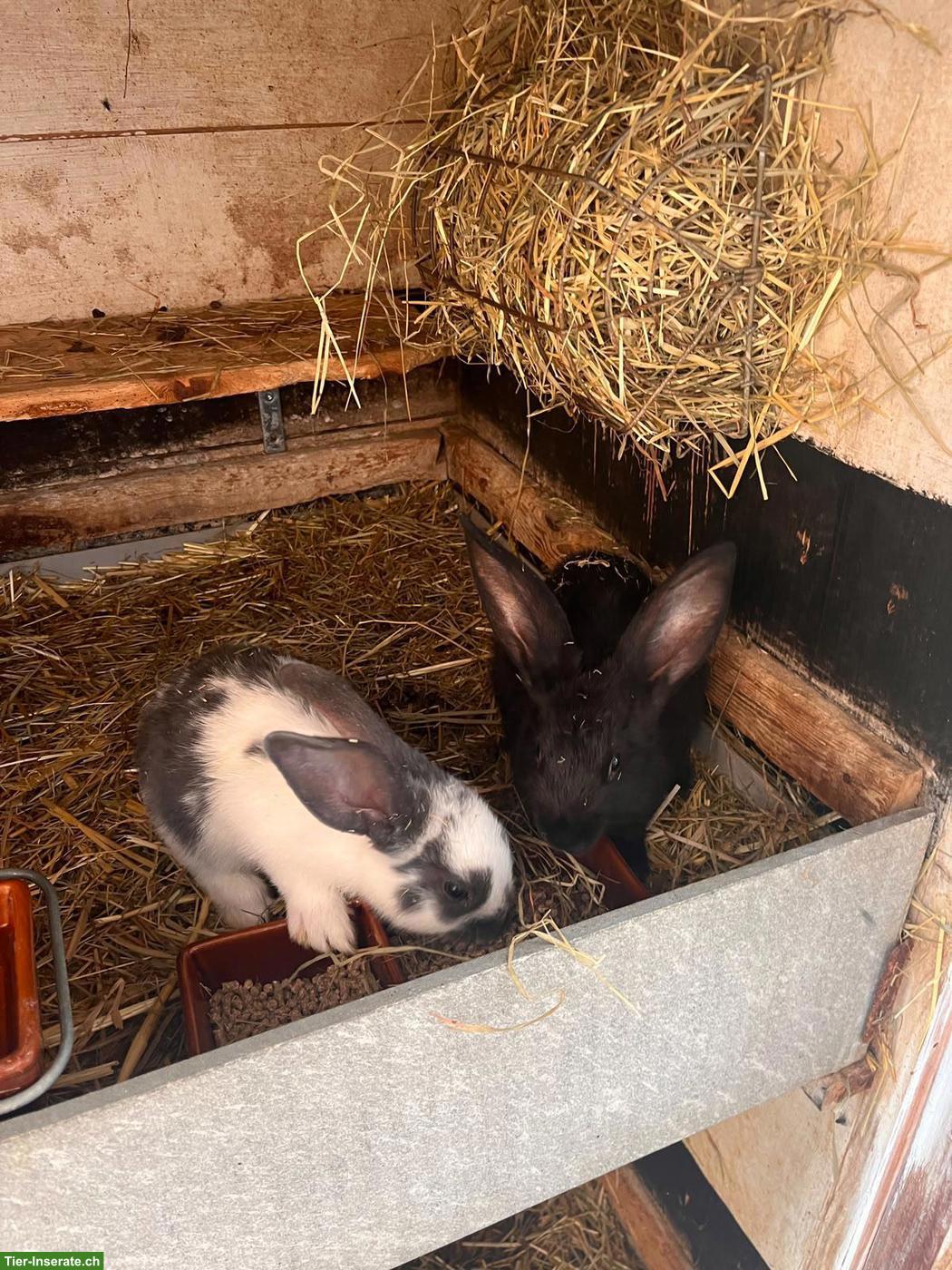 Bild 3: Kaninchen zu verkaufen, Mischlinge aus Schweizer Schecken