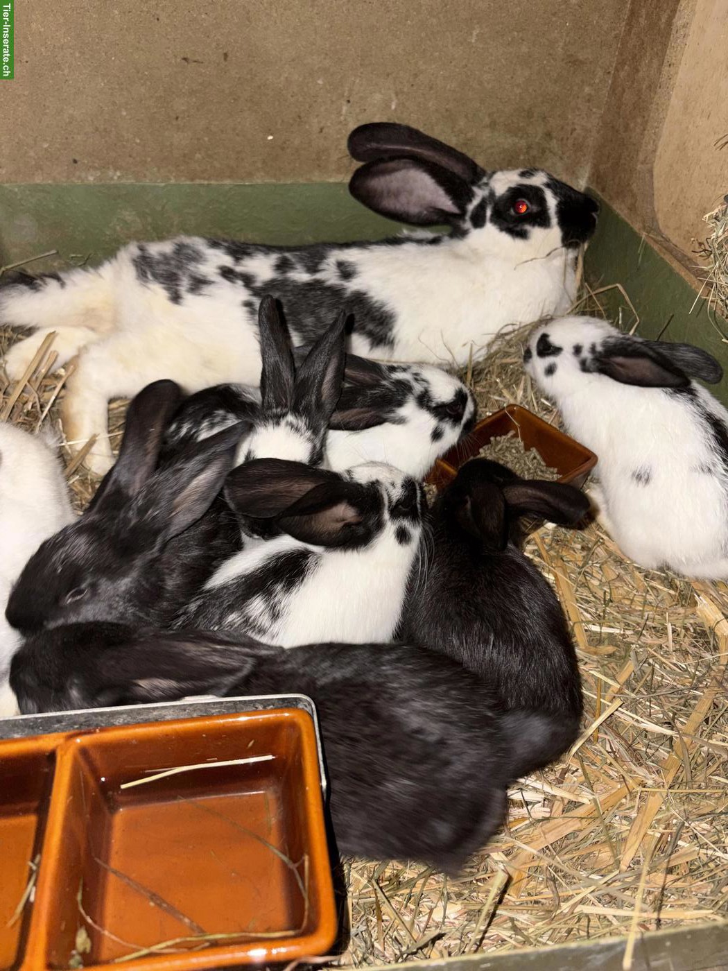 Bild 4: Kaninchen zu verkaufen, Mischlinge aus Schweizer Schecken