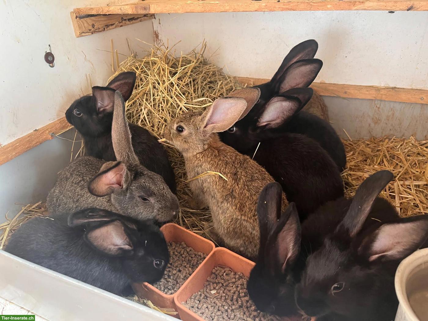 Bild 5: Kaninchen zu verkaufen, Mischlinge aus Schweizer Schecken