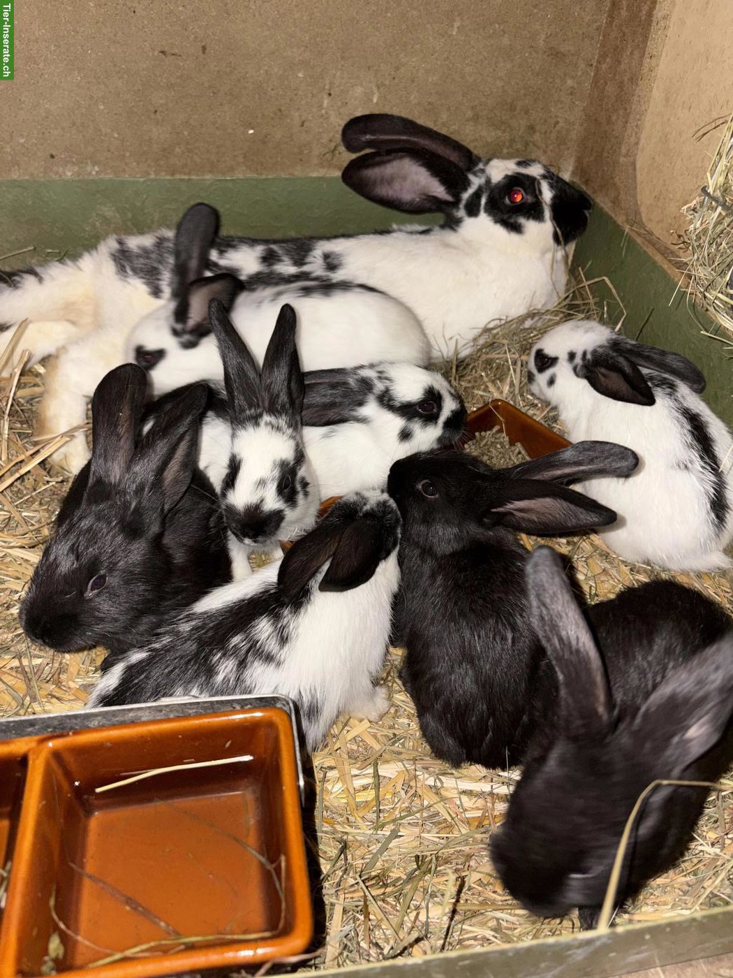 Bild 7: Kaninchen zu verkaufen, Mischlinge aus Schweizer Schecken