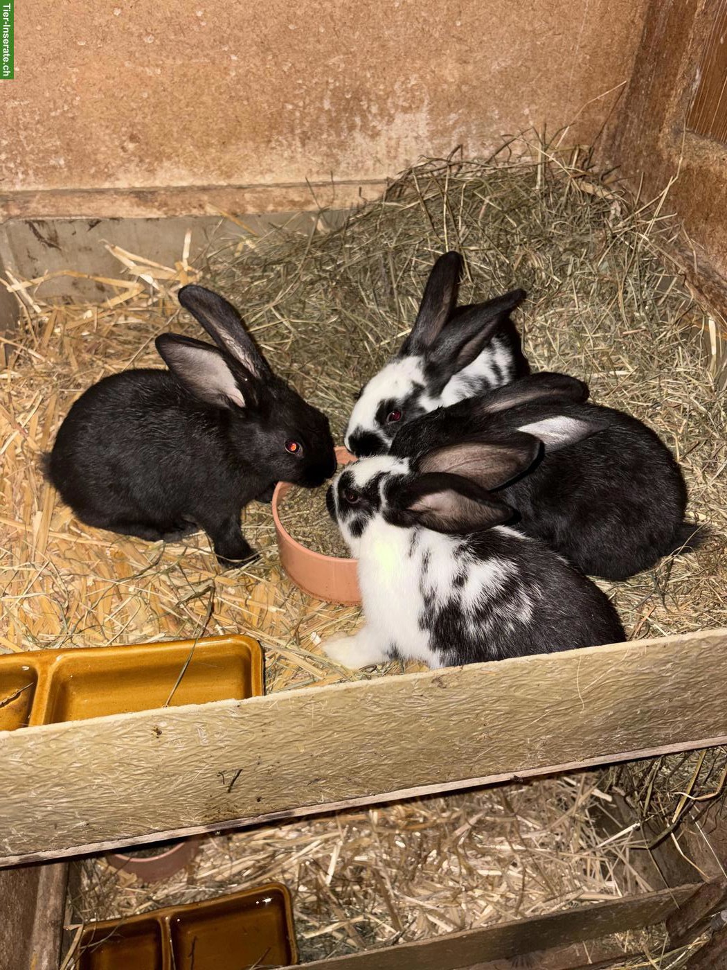 Bild 8: Kaninchen zu verkaufen, Mischlinge aus Schweizer Schecken