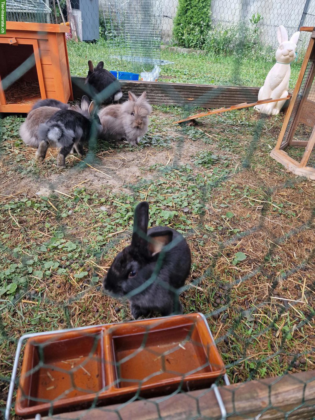 4 Zwerghäsli suchen ein neues Zuhause
