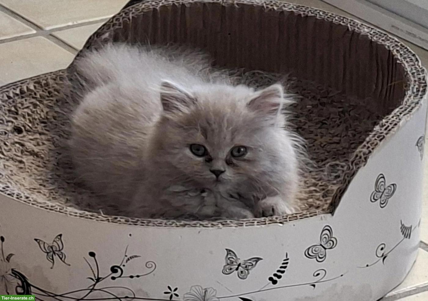 Britisch Langhaar Katzenbaby (weiblich) mit Stammbaum sucht Zuhause