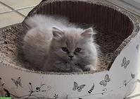 Britisch Langhaar Katzenbaby (weiblich) mit Stammbaum sucht Zuhause