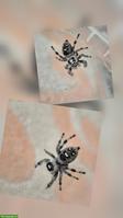 Springspinnen Phidippus regius "Apalachicola" abzugeben