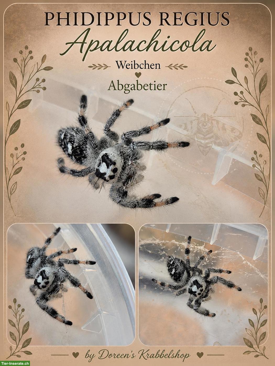 Bild 3: Springspinnen Phidippus regius "Apalachicola" abzugeben
