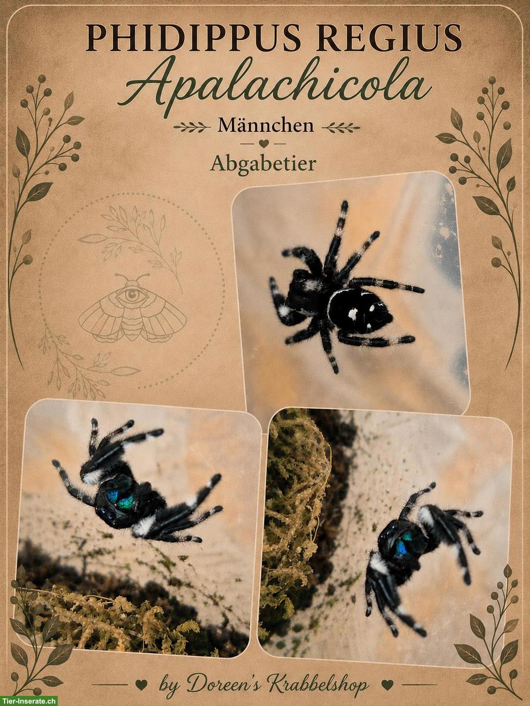 Bild 4: Springspinnen Phidippus regius "Apalachicola" abzugeben