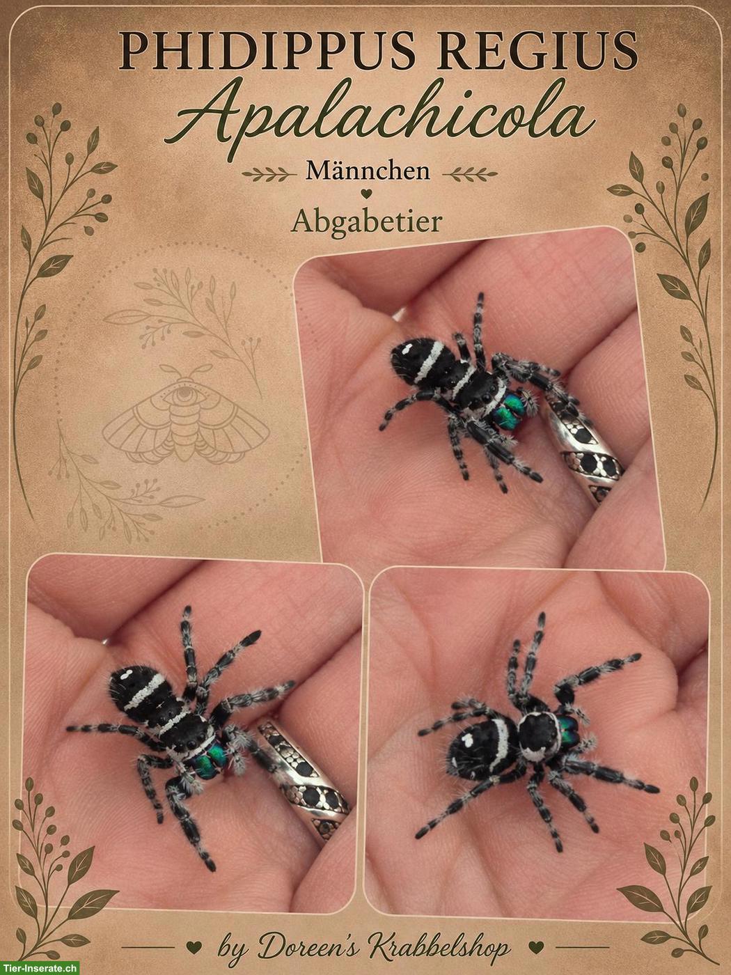 Bild 5: Springspinnen Phidippus regius "Apalachicola" abzugeben