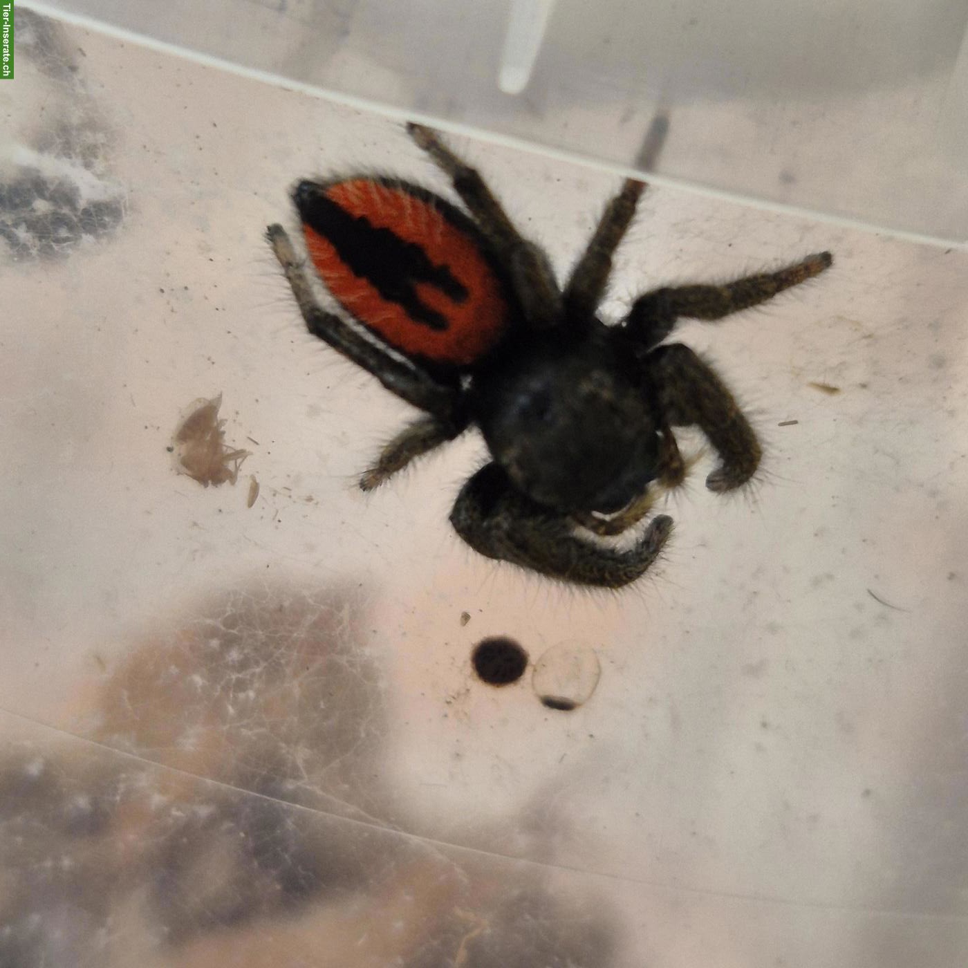 Springspinnen (Phidippus ardens) abzugeben