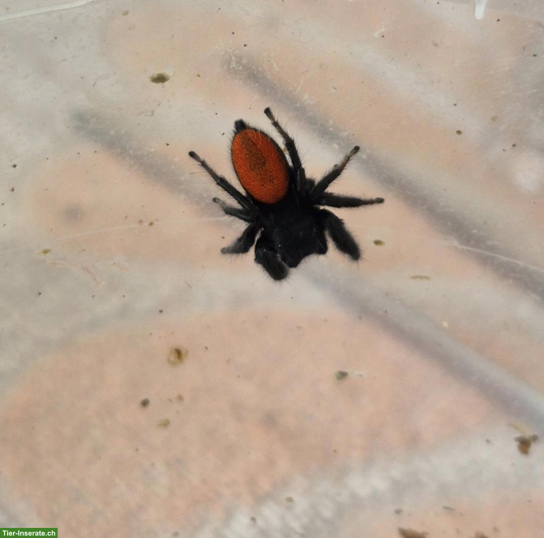 Bild 2: Springspinnen (Phidippus ardens) abzugeben