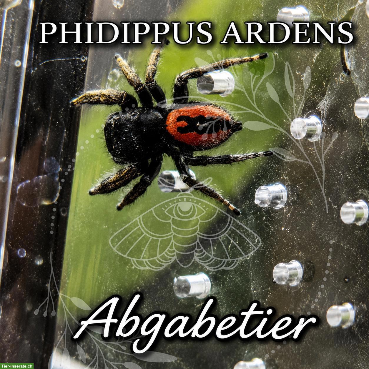 Bild 3: Springspinnen (Phidippus ardens) abzugeben