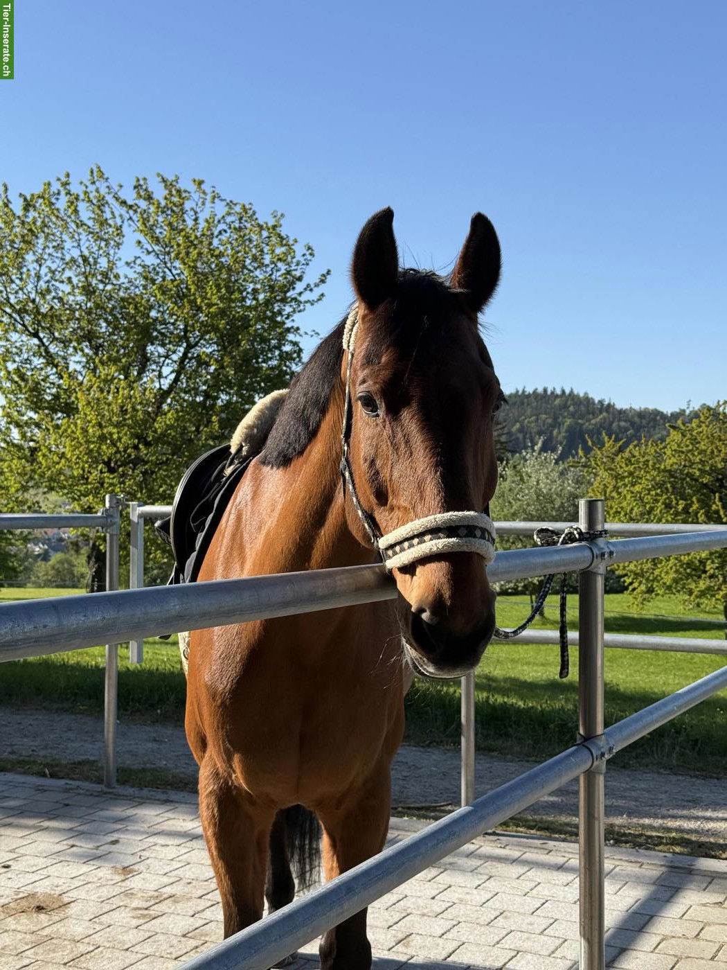 Biete Reitbeteiligung für Warmblut-Wallach in Bichwil