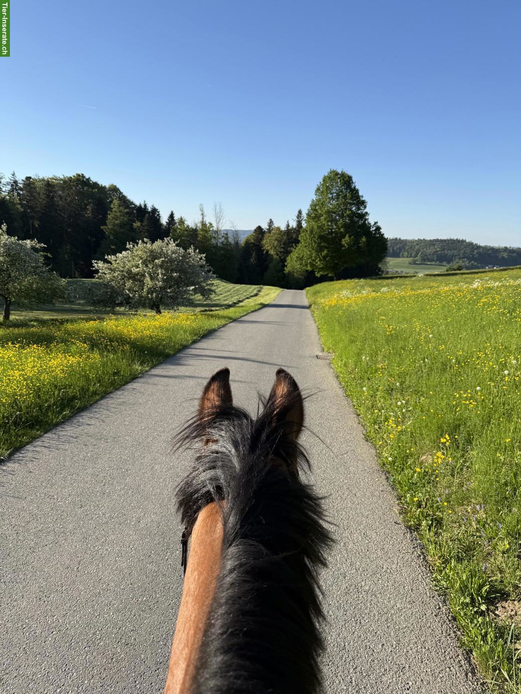 Bild 2: Biete Reitbeteiligung für Warmblut-Wallach in Bichwil