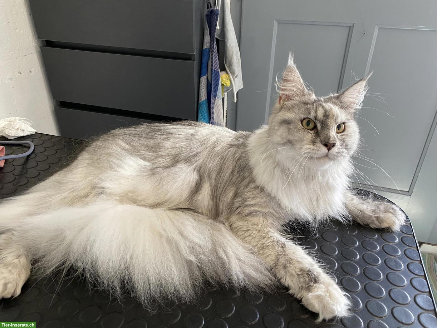 Bild 3: Professionelle Katzenpflege im Emmental - Greywood Cat Grooming