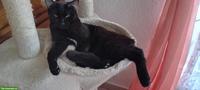 Lustiger, anhänglicher Kater in schwarz zu verkaufen